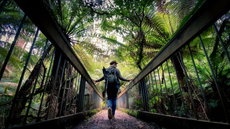 Explore Otway Forest Walks - Maits Rest - 20 minutes drive from Johanna river farm and cottages Great Ocean Road Johanna Otways
